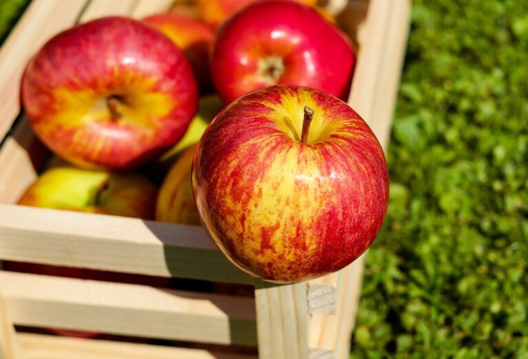 Зберігання овочів та фруктів влітку: трюки та методи для подовження терміну зберігання продуктів